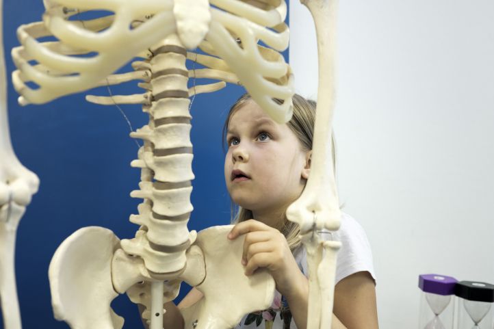 Ein junges Mädchen untersucht in einem Labor-Raum ein Skelett