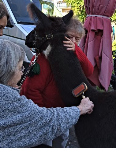 LV Thüringen: Alpakas im AWO-Pflegeheims in Rudolstadt