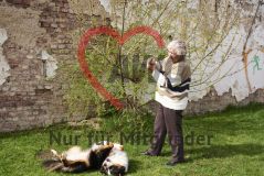 Frau Seniorin an einem Strauch, daneben ein Hund auf der Wiese liegend