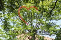 Mitarbeitende eines Garten- und Landschaftsbaubetriebs, auf einer Leiter in einen Baum kletternd